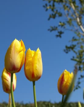 tulip beds shown in the spring of the year