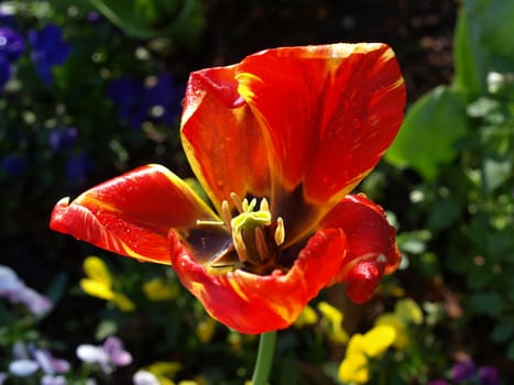 orange tulip flower shown up close