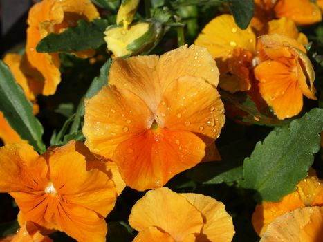Orange pansy flowers shown upclose
