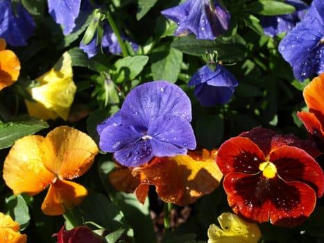 A field flowers in various colors