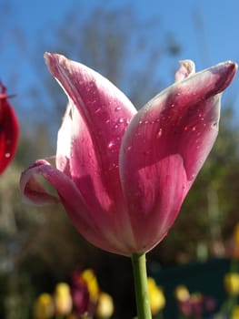 a purple tulip of close