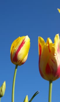 Wild tulips in field shown in yellow and red