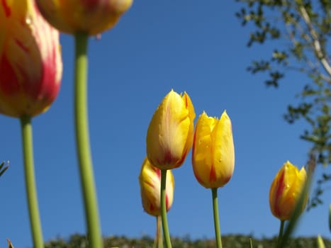 tulip beds shown in the spring of the year
