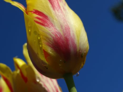 A tulip shown up close after a watering