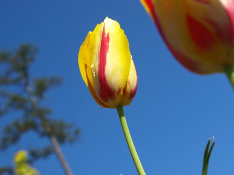 A yellow and red tulip upclose
