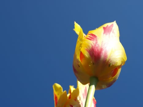 A view of a tulip from below
