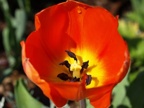 A ornage tulip flower show open