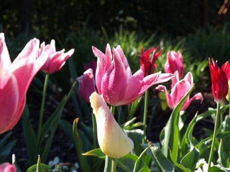 Flower in the tulip bed after a brief rain