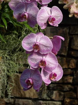 purple striped orchids in a garden setting