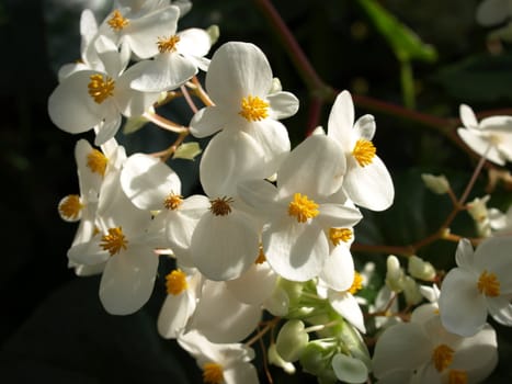 White orchids in a garden setting