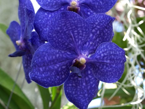A blue orchid flower shown upclose
