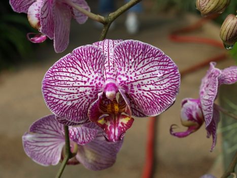 a closeup view of a purple orchid flower