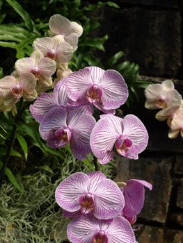 Orchids in a garden setting