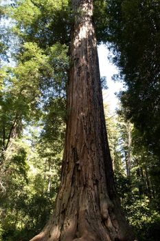 Big Basin Redwoods State Park is a state park in the U.S. state of California