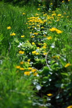 a lot of mash marigolds in grass