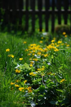 a lot of mash marigolds in grass