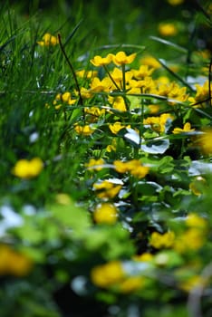 a lot of mash marigolds in grass