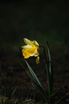 picture of a single narcissus in meadow