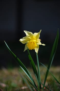 a picture of a single narcissus