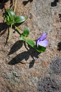 picture of a violet flower in the garden