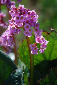 picture of a pink flower in the garden