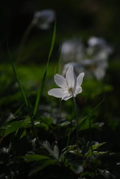 white flower