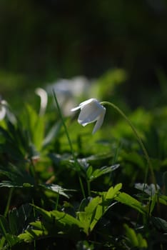 white flower