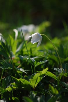 white flower,