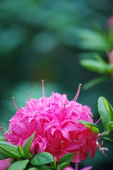 pink flower