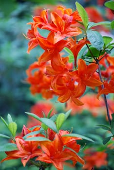 orange flower