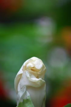 white magnolia