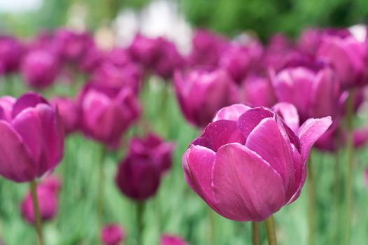 A field of beautiful tulips
