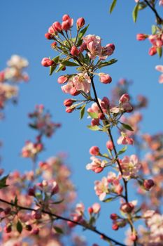 Apple tree blossoms branch at spring time