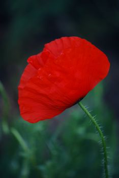 corn poppy