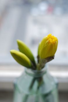 picture of narcissuses in vase