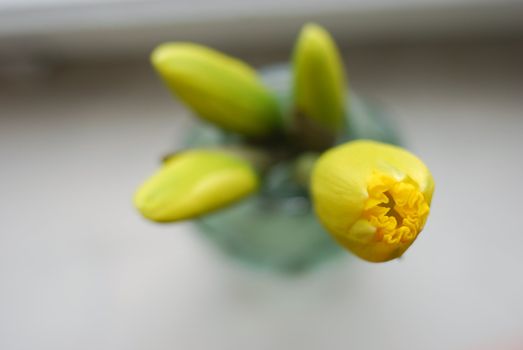 picture of narcissuses in vase