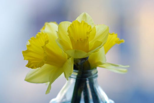 picture of narcissuses in vase