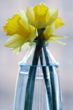picture of a narcissus in vase