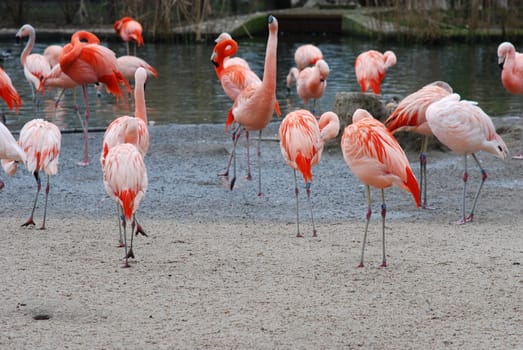 flamingos