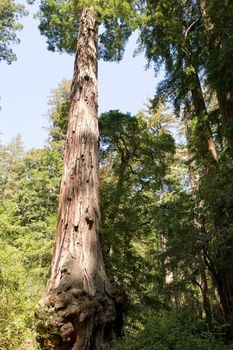 Big Basin Redwoods State Park is a state park in the U.S. state of California