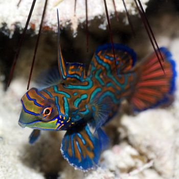 Small tropical fish Mandarinfish close-up. Sipadan. Celebes sea