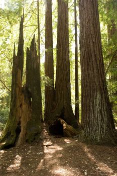 Big Basin Redwoods State Park is a state park in the U.S. state of California