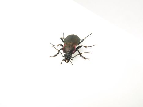 A Violet Ground Beetle (Carabus Violaceus) studio isolated on a white background.