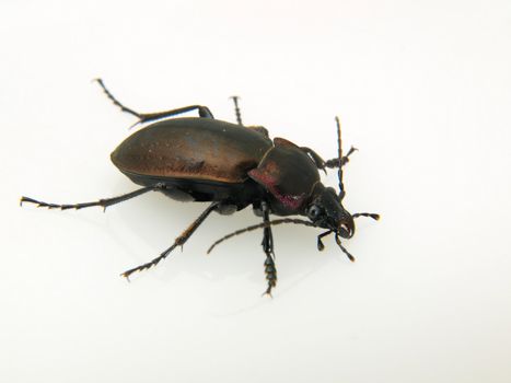 A Violet Ground Beetle (Carabus Violaceus) studio isolated on a white background.