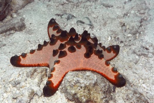 Red starfish close-up. Sipadan island. Celebes sea