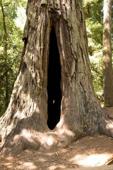 Big Basin Redwoods State Park is a state park in the U.S. state of California