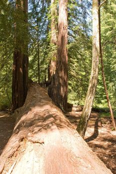 Big Basin Redwoods State Park is a state park in the U.S. state of California