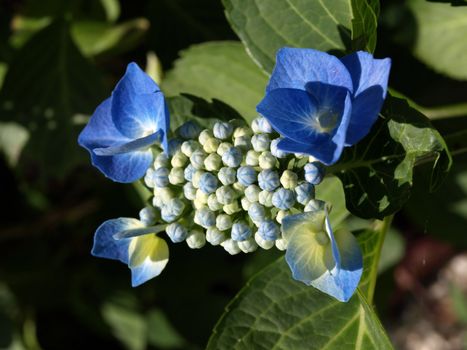 Four blue and white hydrangea flowers with green foliage