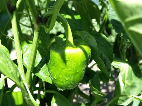 Beautiful green bell peppers growing on a vine in a garden