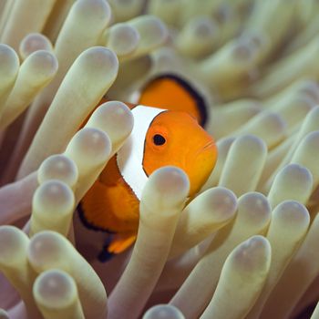 Anemone and Clownfish close-up. Sipadan. Celebes sea